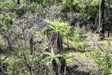 De ruta por el macizo de Tamadaba/Antonio Ali.